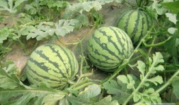 南北爆料社西瓜视频,揭秘娱乐圈幕后故事