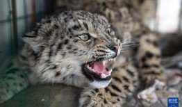 雪豹-在线观看13,揭秘神秘雪域的传奇故事