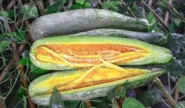 哈尔滨网红吃瓜事件,揭秘网络舆论的风暴与真相