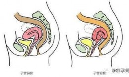 你的子宫在线观看,在线探索女性生殖奇迹之旅
