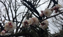 吃瓜视频樱花在线观看免费,免费在线观看吃瓜盛宴