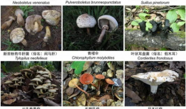 野生菌爆料视频大全,视频大全揭秘菌类世界奇观