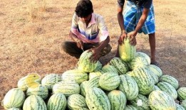 江西网红吃瓜视频播放,揭秘网络红人的幕后故事