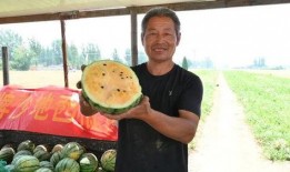 临县吃瓜事件最新爆料,揭秘背后惊人真相，网络舆论再掀波澜