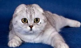 娱乐吃瓜君七七的折耳猫,娱乐吃瓜君的萌宠日常