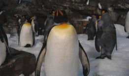 吃瓜网红企鹅图片大全,萌态十足！