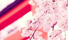 吃瓜视频樱花在线观看免费,免费在线观看吃瓜盛宴