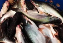 新闻爆料海鱼视频大全,海鱼视频大全精彩呈现