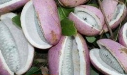 恩施网红吃瓜事件,揭秘网络舆论的风暴与真相