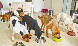 娱乐吃瓜养狗视频在线观看,在线观看乐翻天！