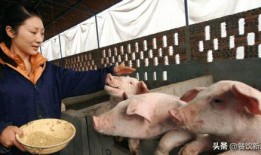 网友爆料猪场事件视频在线观看,网友热议养殖场惊人内幕