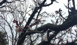 吃瓜视频樱花在线观看免费,免费在线观看吃瓜盛宴