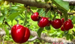 樱桃成熟在线观看,在线观看带你领略甜蜜瞬间