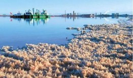 青海盐湖爆料事件最新,揭秘生态危机与环保挑战