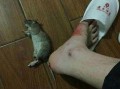 最新爆料老鼠事件,老鼠横行，卫生安全堪忧，最新老鼠事件引发社会关注
