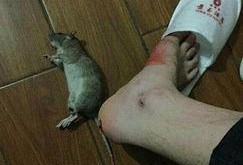 最新爆料老鼠事件,老鼠横行，卫生安全堪忧，最新老鼠事件引发社会关注