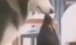 伍哥爆料曝光视频,揭秘视频背后的惊人真相