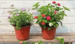 刘大锤最新爆料大神视频,大神视频背后的惊人真相！