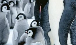 吃瓜网红企鹅图片大全,萌态十足！