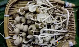 野生菌爆料视频大全,视频大全揭秘菌类世界奇观